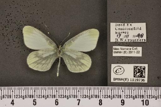 Leptidea sinapis sinapis Linnaeus, 1758 - BMNHE_1119736_74539