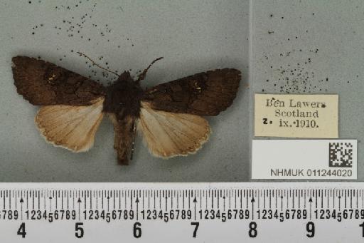 Aporophyla nigra (Haworth, 1809) - NHMUK_011244020_645158