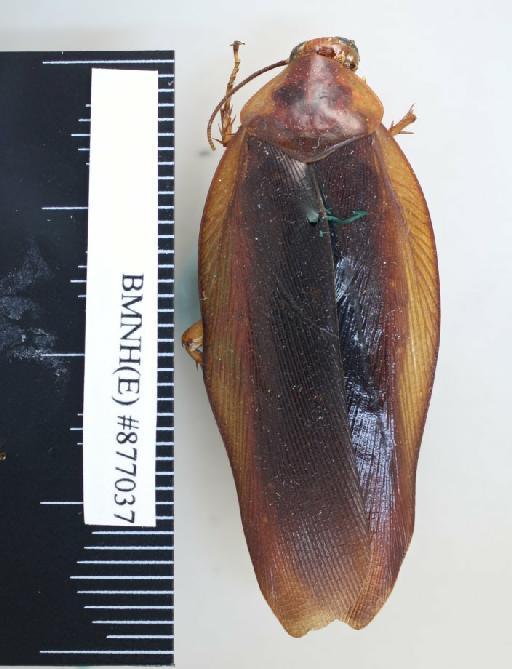 Rhabdoblatta sinensis (Walker, 1868) - Rhabdoblatta sinensis Walker, F, 1868, male, non type, dorsal. Photographer: Aging Wang. BMNH(E)#877037