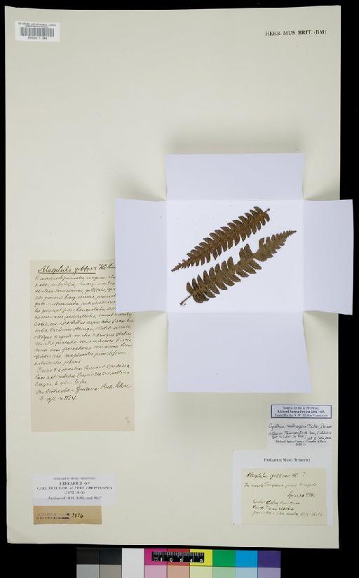 Cyathea kalbreyeri (Baker) Domin - Spruce - BM000777364