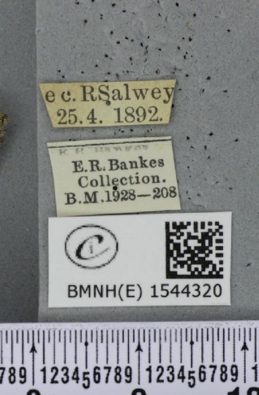 Diloba caeruleocephala (Linnaeus, 1758) - BMNHE_1544320_label_259224