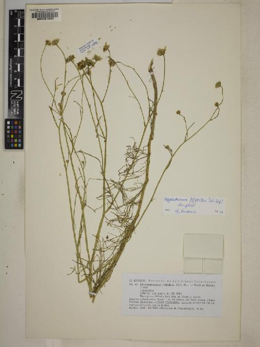 Argyranthemum filifolium (Sch.Bip.) Humphries - 000614997