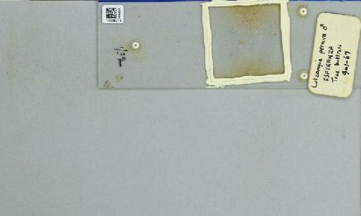 Lutzomyia (Dampfomyia) permira Fairchild & Hertig, 1956 - 015388275_119962_1329351_157687_NoStatus