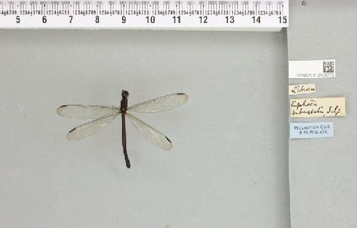 Euphaea subcostalis Selys, 1873 - 012495770_803350_1254377