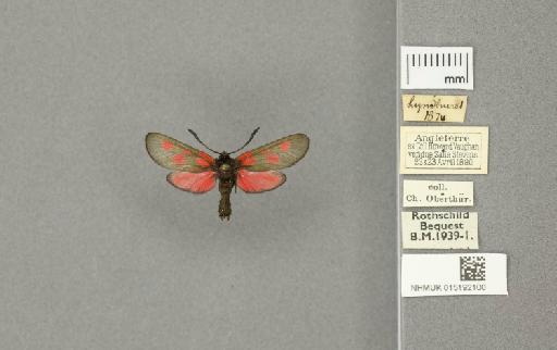 Zygaena (Zygaena) viciae ytenensis Briggs, 1888 - 015192100_775459_1085141