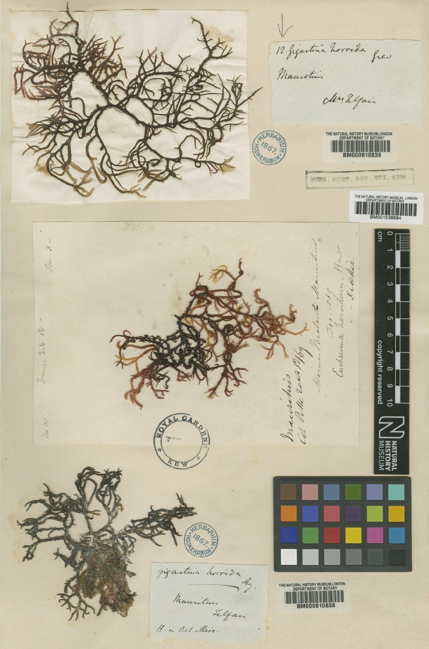 To NHMUK collection (Eucheuma horridum J.Agardh; TYPE; NHMUK:ecatalogue:687818)