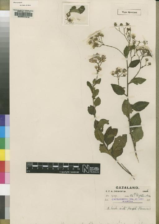 Vernonia gracilipes Moore - BM000629416