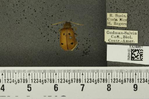 Isotes sexpunctata (Jacoby, 1878) - BMNHE_1324851_21968