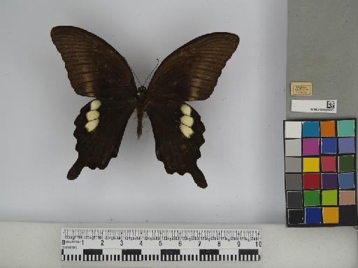 Papilio fuscus pertinax Wallace, 1865 - 010290301 Papilio fuscus