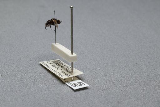 Sarcophaga (Myorhina) nigriventris Meigen, 1826 - 015092556_additional_2