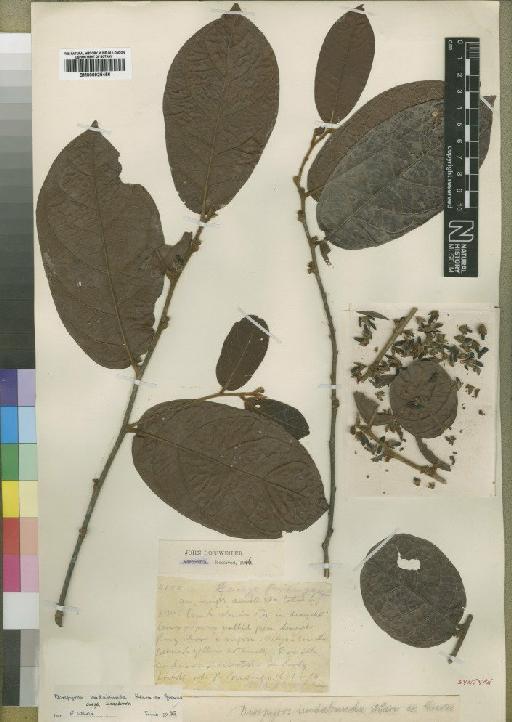 Diospyros undabunda - BM000925456