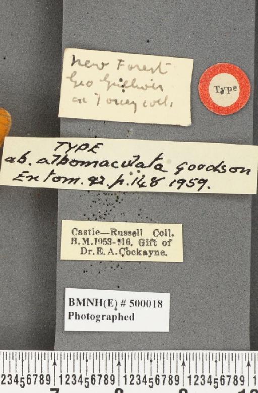 Argynnis paphia ab. albomaculata Goodson, 1959 - BMNHE_500018_label_62854