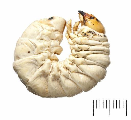 Lucanus cervus (Linnaeus, 1758) - BMNH#892080_Lucanus cervus larva