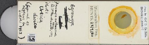Agromyza anthracina Meigen, 1830 - BMNHE_1504157_59268