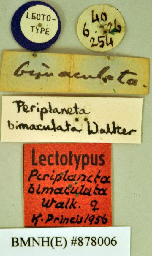 Periplaneta bimaculata Walker, 1868 - Periplaneta bimaculata Walker, F, 1868, female, lectotype, labels. Photographer: Heidi Hopkins. BMNH(E)#878006