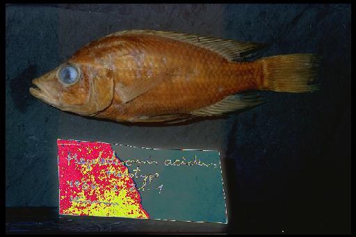 Haplochromis acidens Greenwood, 1967 - Haplochromis acidens; 1966.2.21.1