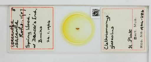 Rhadinopsylla isacantha Rothschild, N. C., 1907 - 010177366
