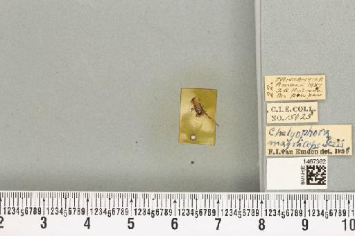 Bistrispinaria magniceps (Bezzi, 1918) - BMNHE_1467362_27748