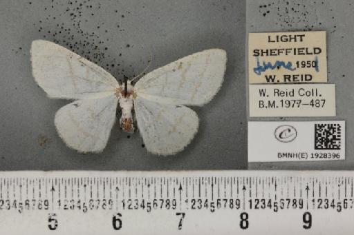 Cabera pusaria (Linnaeus, 1758) - BMNHE_1928396_494351