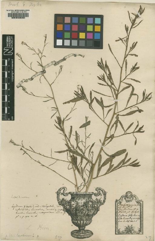 Lepidium iberis L. - BM000646280