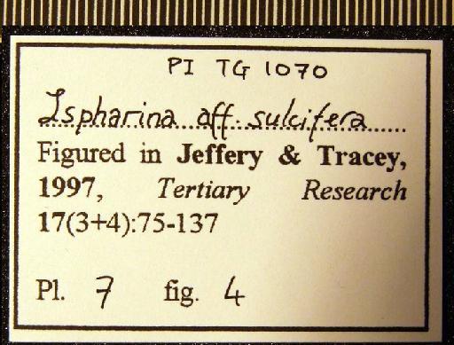 Ispharina sulcifera (Deshayes, 1834) - TG 1070. Ispharina aff. sulcifera (label 3)