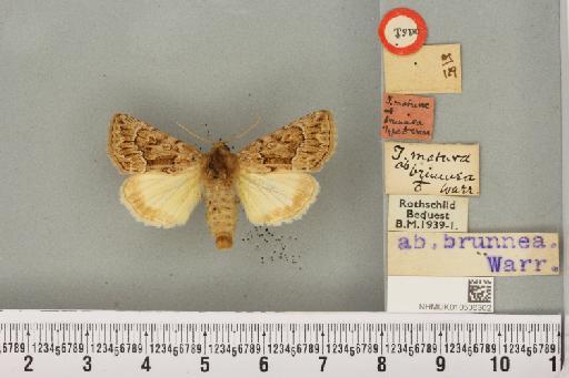 Thalpophila matura (Hufnagel, 1766) - NHMUK_010536302_a_590631