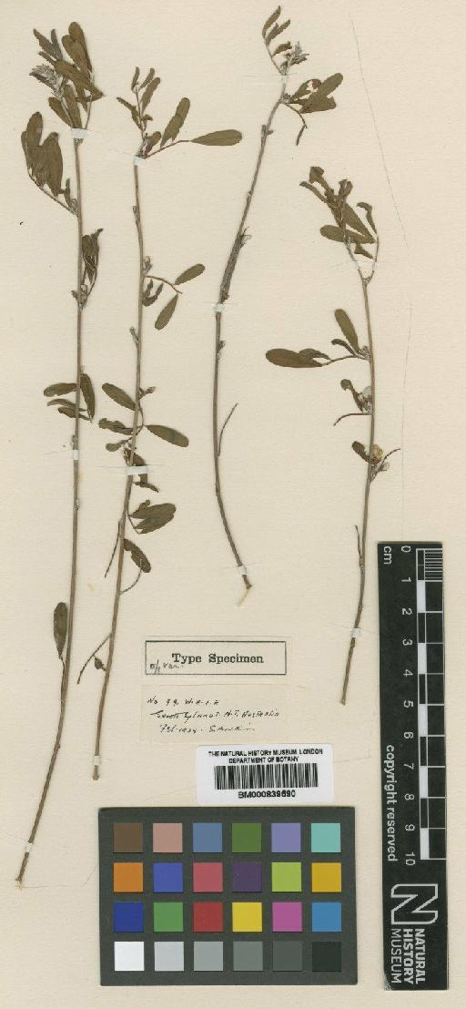 Tephrosia spechtii Pedley - BM000839590