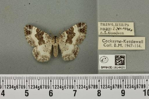 Epirrhoe rivata ab. pseudoalternata Lempke, 1950 - BMNHE_1614429_316695