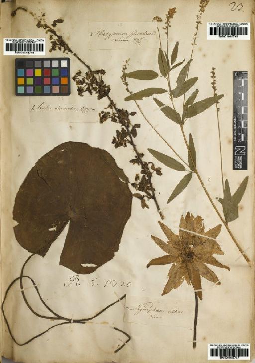 Rubus pensilvanicus Poir. - BM001046746