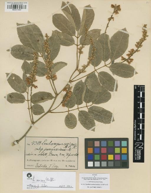 Lonchocarpus pluvialis Rusby - BM001118319