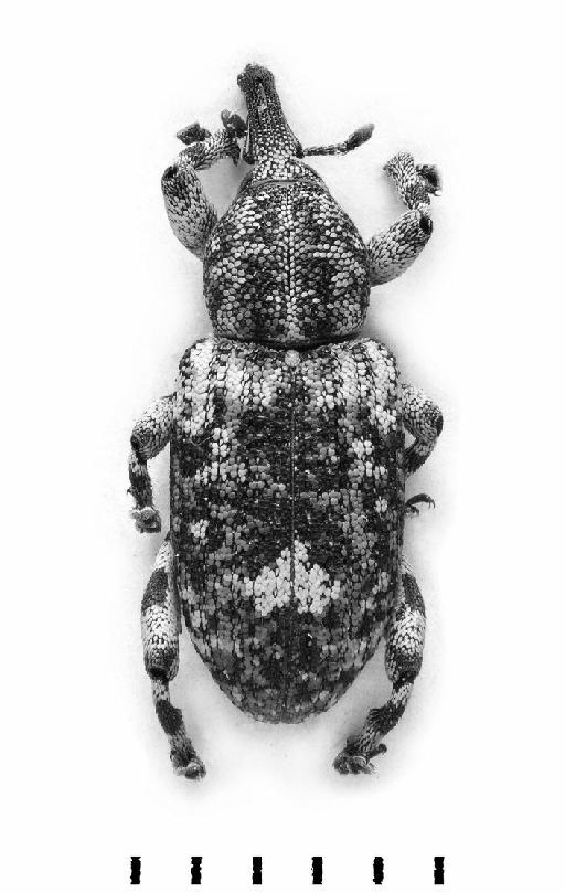 Ithyporus capensis Boheman, 1836 - Ithyporus capensis-BMNH(E)1237642-dorsal mono