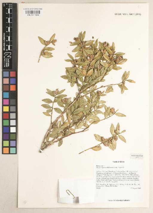 Buxus rugulosa var. rugulosa Hatus. - 014617808
