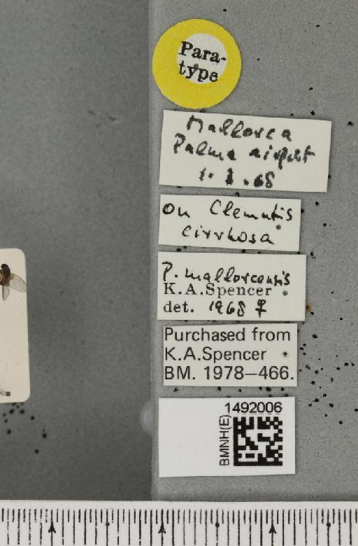 Phytomyza mallorecensis Spencer, 1969 - BMNHE_1492006_label_53706