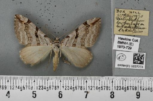 Aplocera plagiata plagiata (Linnaeus, 1758) - BMNHE_1837251_406664