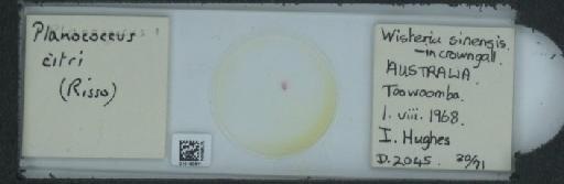 Planococcus citri Risso, 1813 - 010150611_117588_1101300