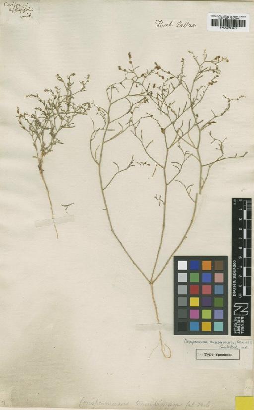 Corispermum filifolium Becker - BM000950577