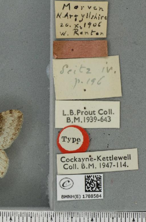 Epirrita christyi ab. latifasciata Prout, 1914 - BMNHE_1788584_a_label_360317