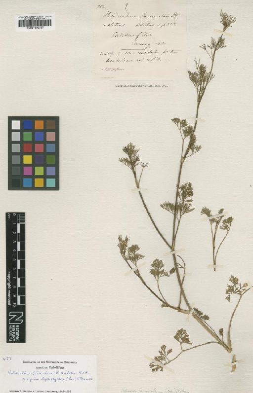 Apium leptophyllum (Pers.) F.Muell. ex Benth. - BM001008587