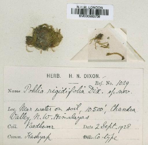 Pohlia wahlenbergii (F.Weber & D.Mohr) A.L.Andrews in Grout - BM000983709