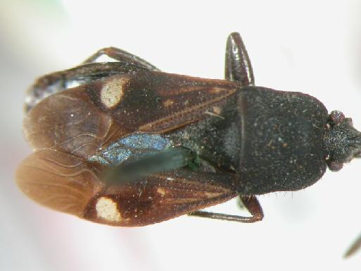 Lachnesthes leucospilus Walker - Hemiptera: Lachnesthes Leu