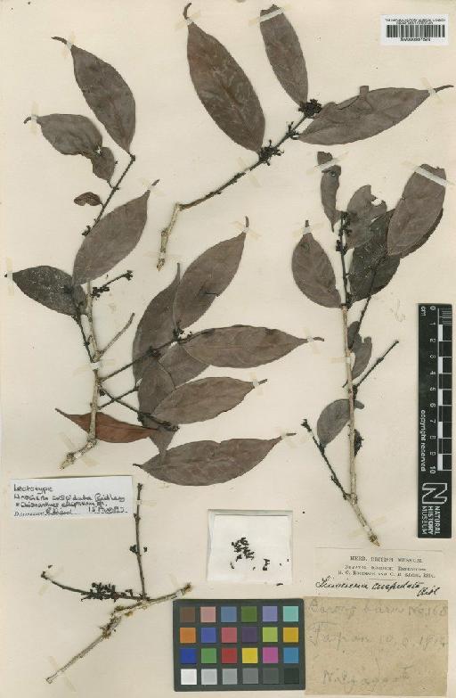 Chionanthus elliptica Blume - BM000997629