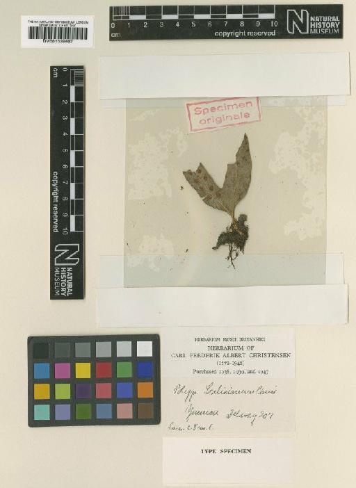 Lepisorus clathratus (C.B.Clarke) Ching - BM001039687