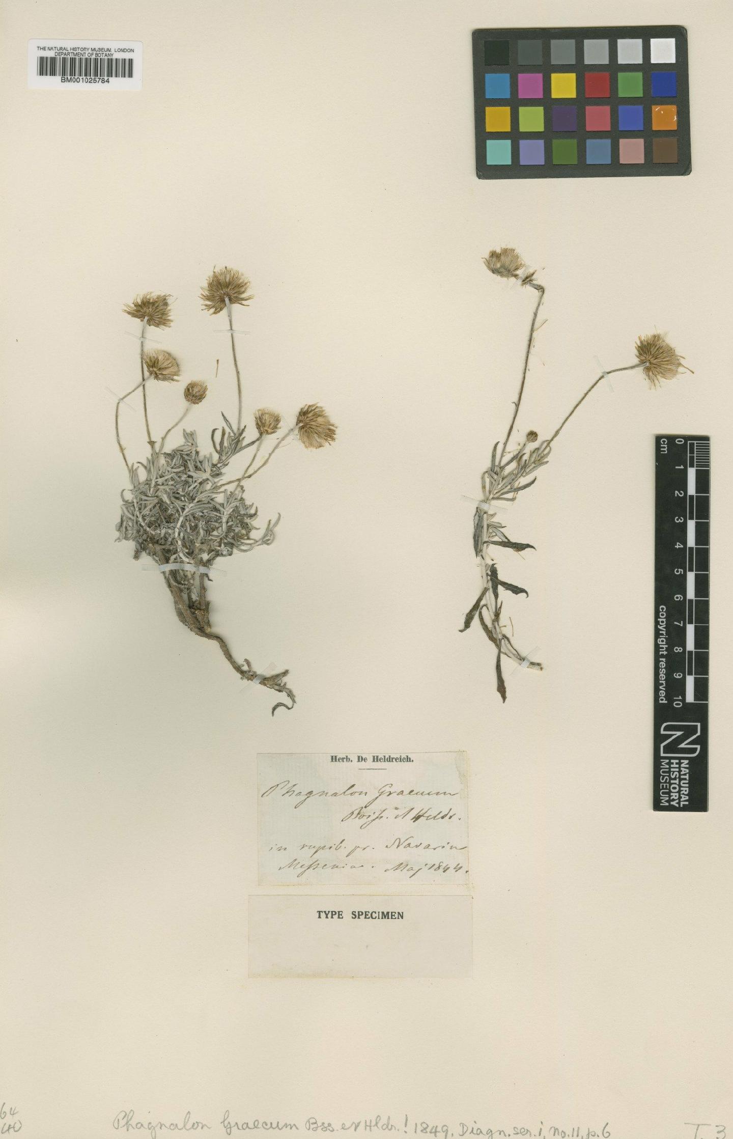 To NHMUK collection (Phagnalon graecum Boiss. & Heldr.; Type; NHMUK:ecatalogue:1751195)