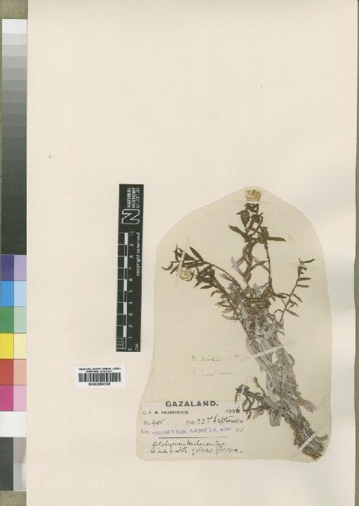 Helichrysum brassii var. brassi Brenan - BM000924109