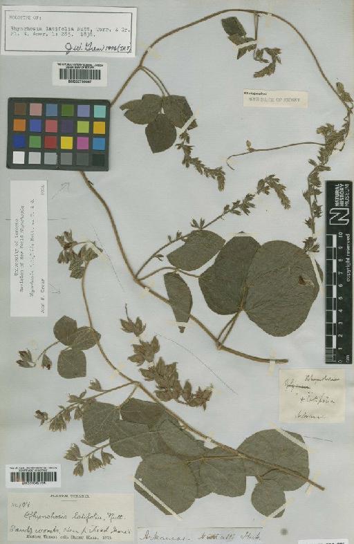 Rhynchosia latifolia Nutt. ex Torr. & A.Gray - BM001042759