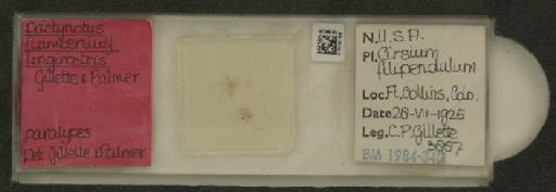 Uroleucon (Lambersius) longirostre Gillette & Palmer, 1933 - 010120158_112822_1096639