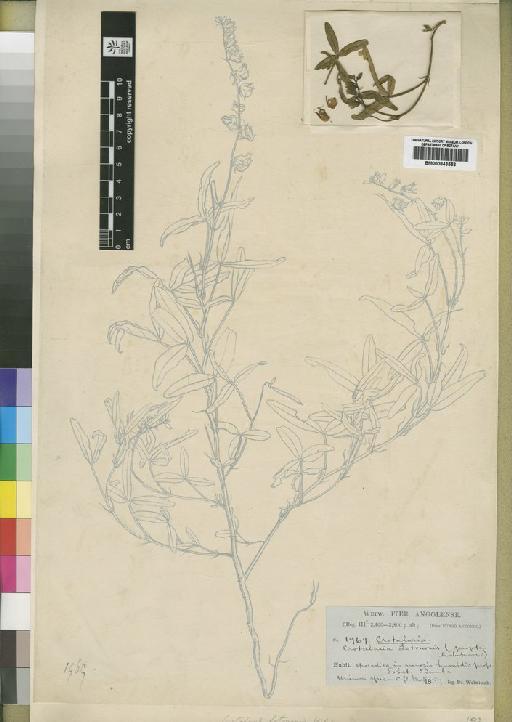 Crotalaria glaucifolia Baker - BM000843553