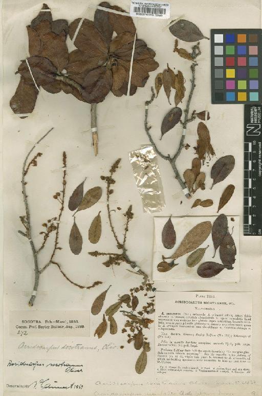 Acridocarpus socotranus Oliv. - BM000574145