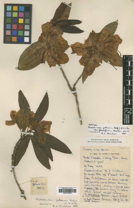 Rhododendron zaleucum var.  flaviflorum Davidian - BM000996650