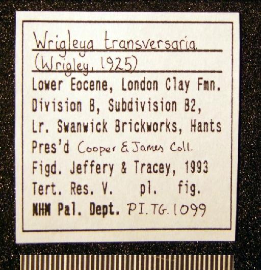 Wrigleya transversaria (Wrigley, 1925) - TG 1099. Wrigleya transversaria (label-4)